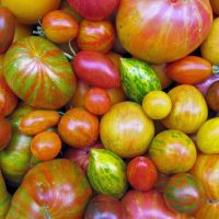 Heirloom Tomato Plants